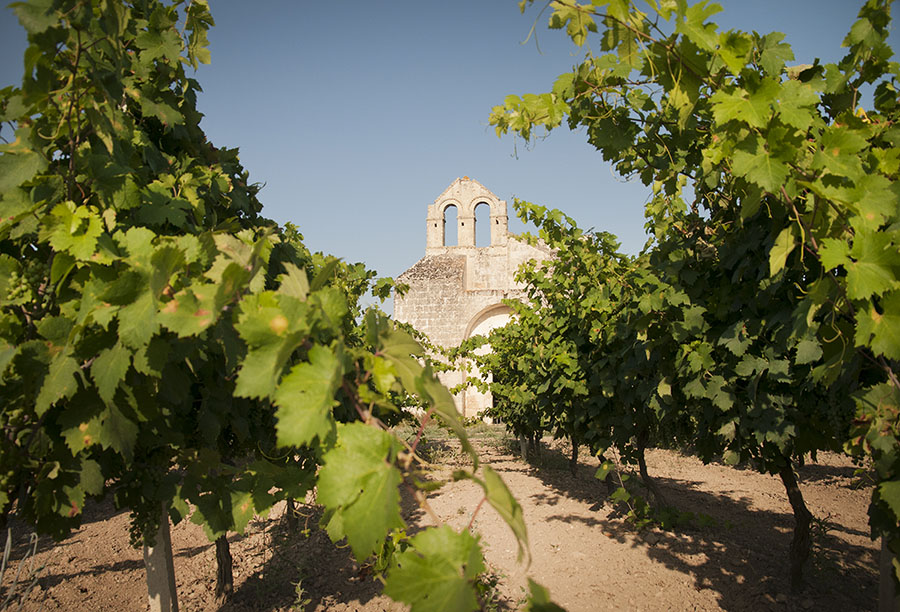 Primitivo di Manduria, vigneto