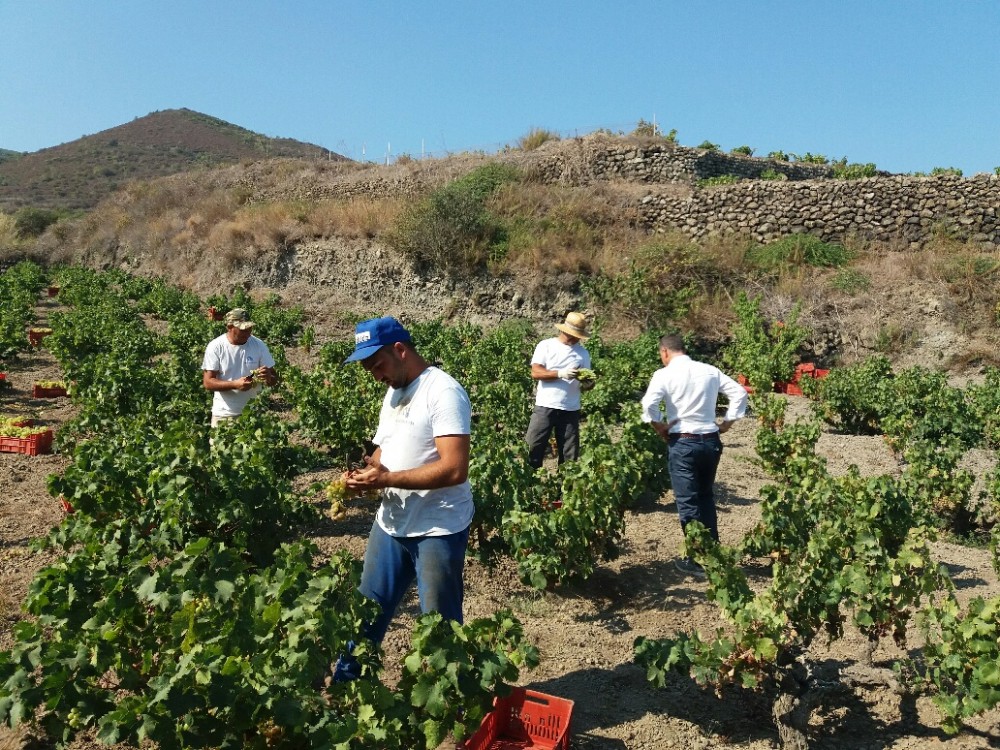 Vendemmia in zona Favarotta