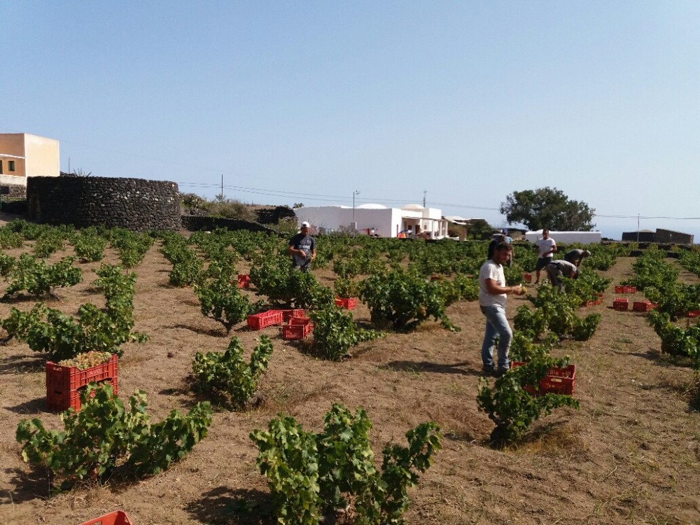 Vendemmia nella contrada di Khamma vicino al Giardino Pantesco