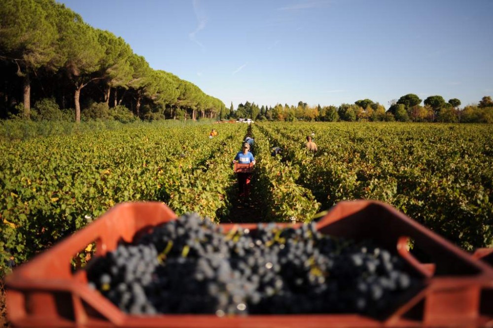 Le Macchiole, Vigna