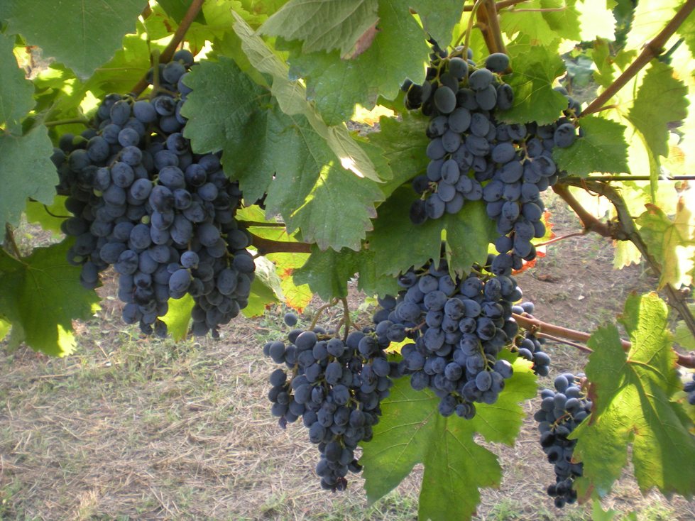 Barbera del Sannio