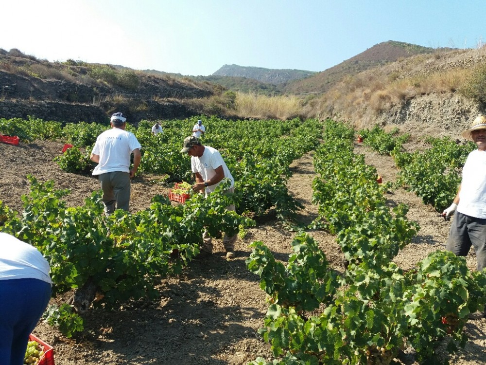 Scene di vendemmia