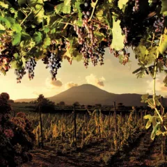 Le vigne sul Vesuvio