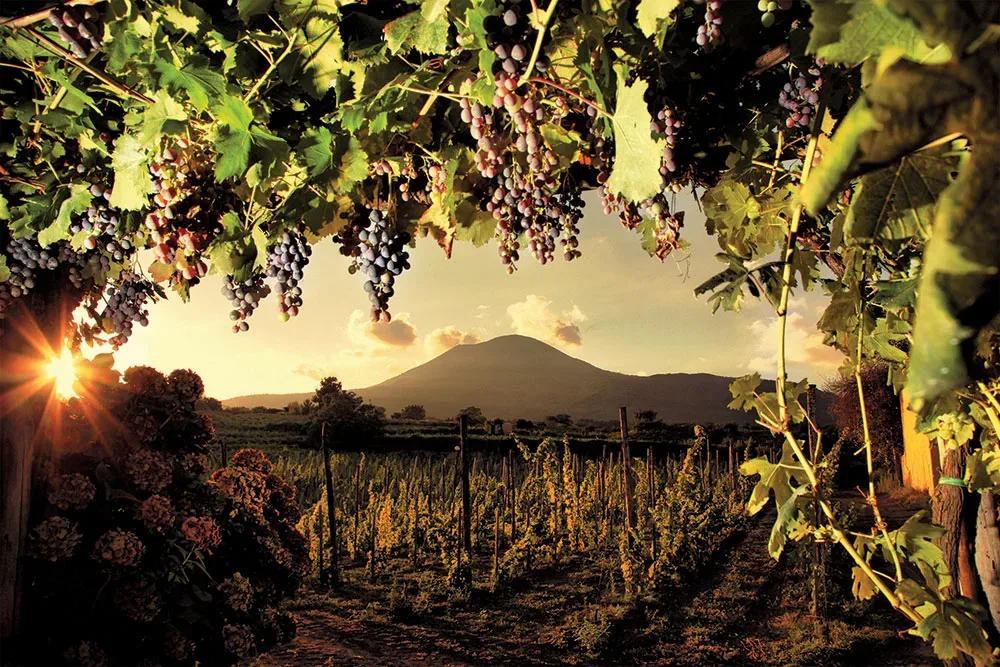 Le vigne sul Vesuvio