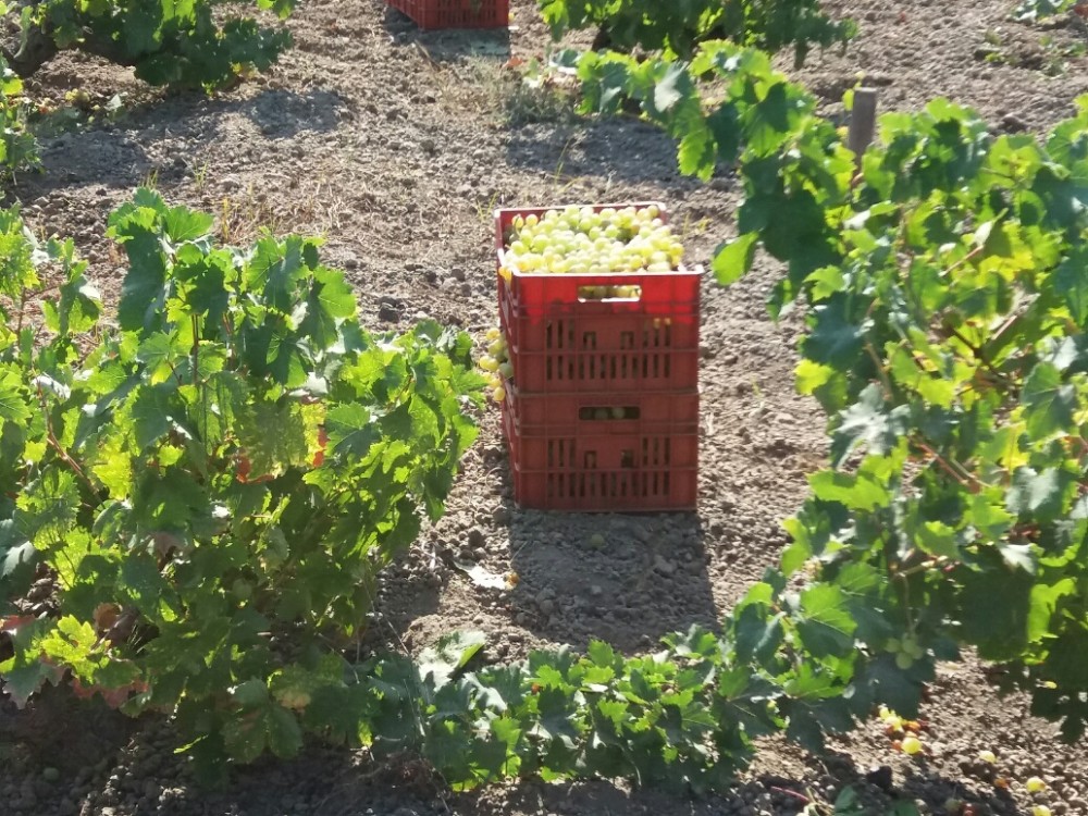 Vendemmia a Favarotta