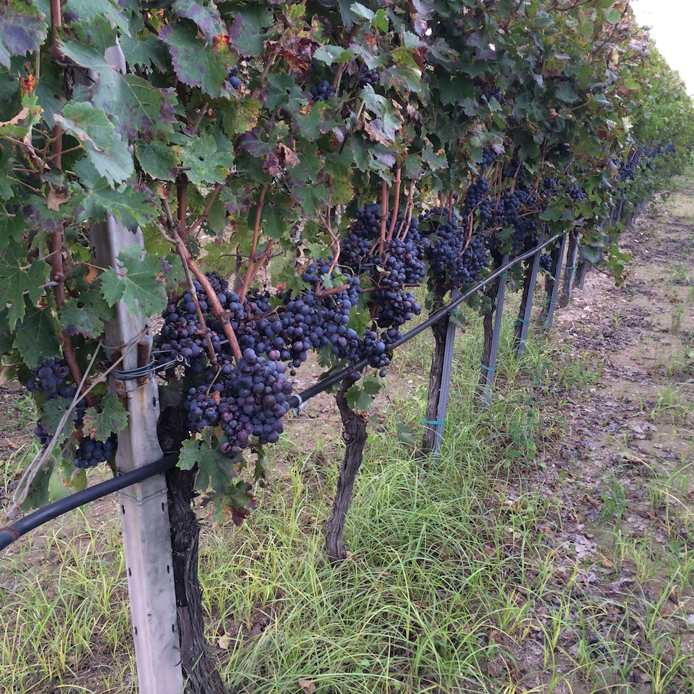 Cantina Santa Lucia - vigneto di Nero di Troia