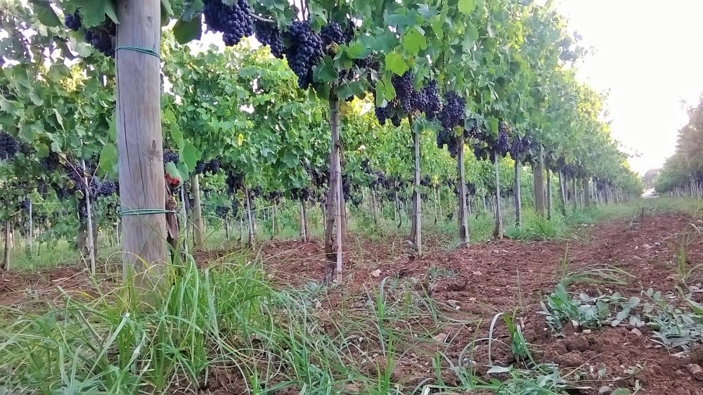 Casula Vinaria Filari di aglianico