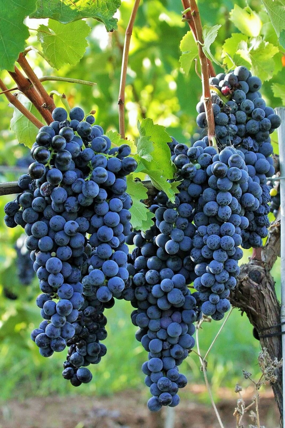 Casula Vinaria Grappoli di aglianico