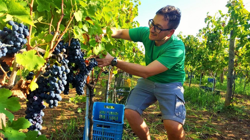 Casula Vinaria Vendemmia dell'aglianico