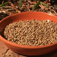 Maracuoccio di Lentiscosa