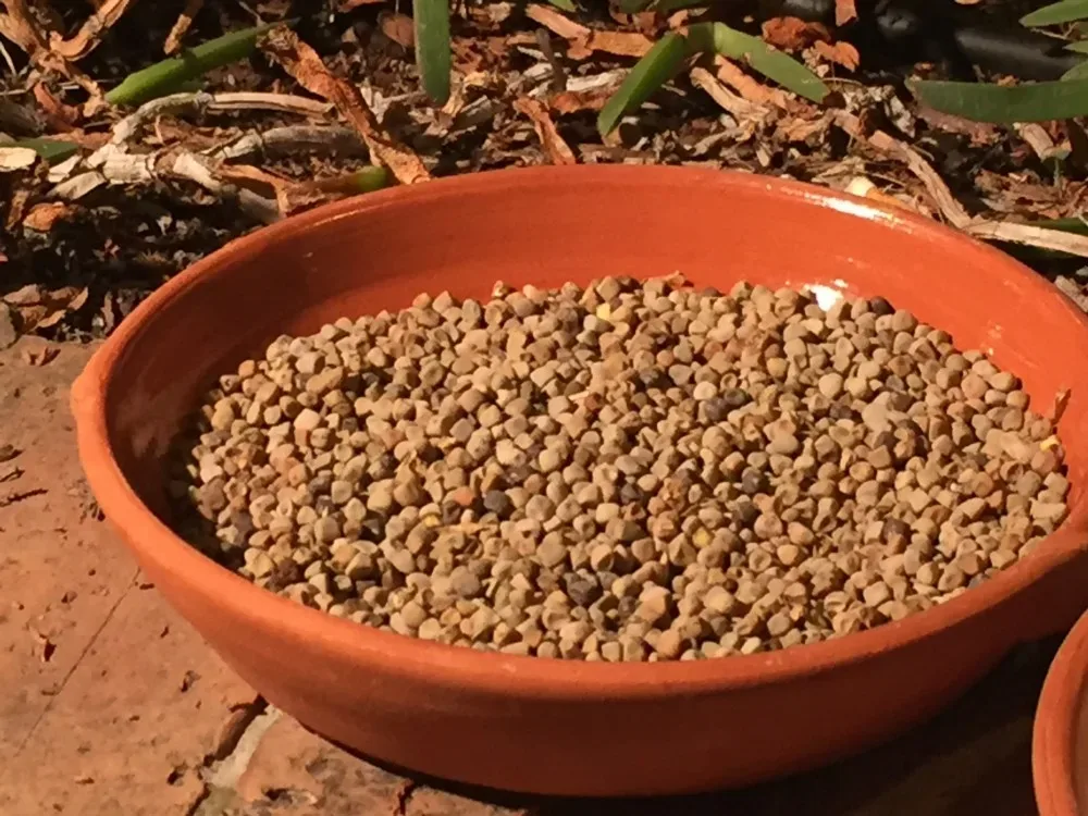 Maracuoccio di Lentiscosa