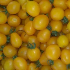 Pomodorini gialli