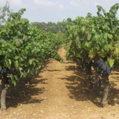 vigneto di Primitivo di Manduria