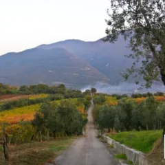 Autinno tra le vigne sannite (foto S. Carlo)