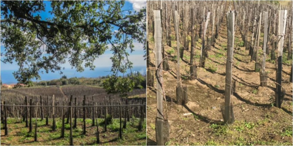 I Vigneri, vigne