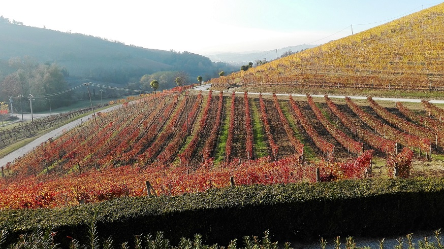 Marchesi di Gresy Martinenga, vigneti