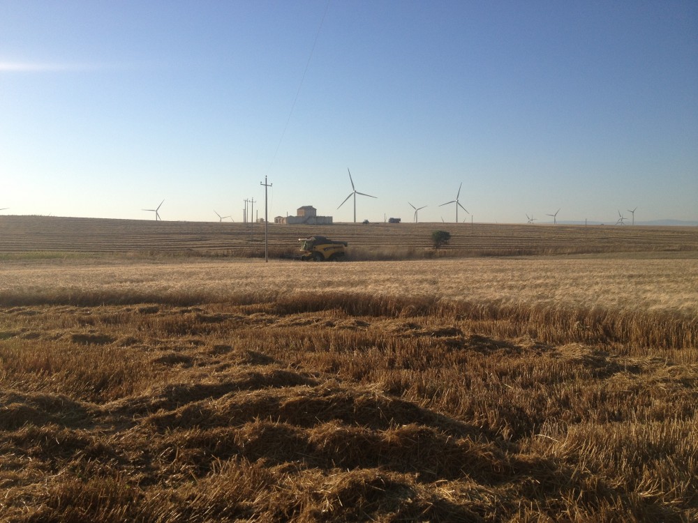 Nolure’, la raccolta del grano