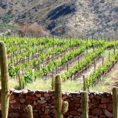 Credit www.winerist.com