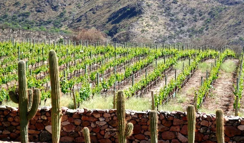 Credit www.winerist.com