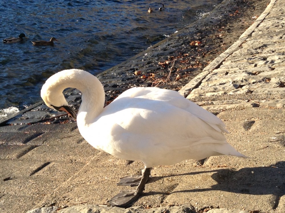 Lecco, il cigno