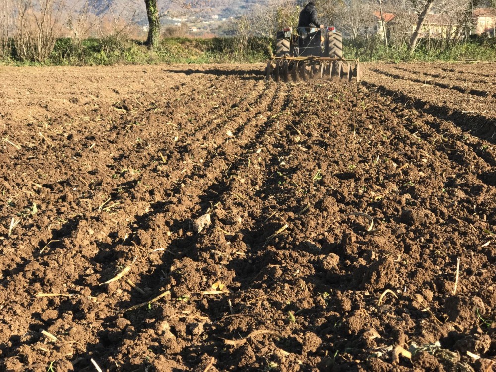 Coltivazione del grano