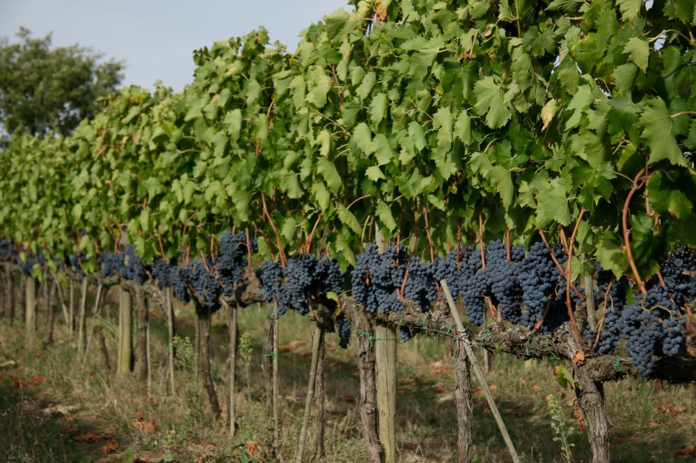 Azienda Piombaia a Montalcino