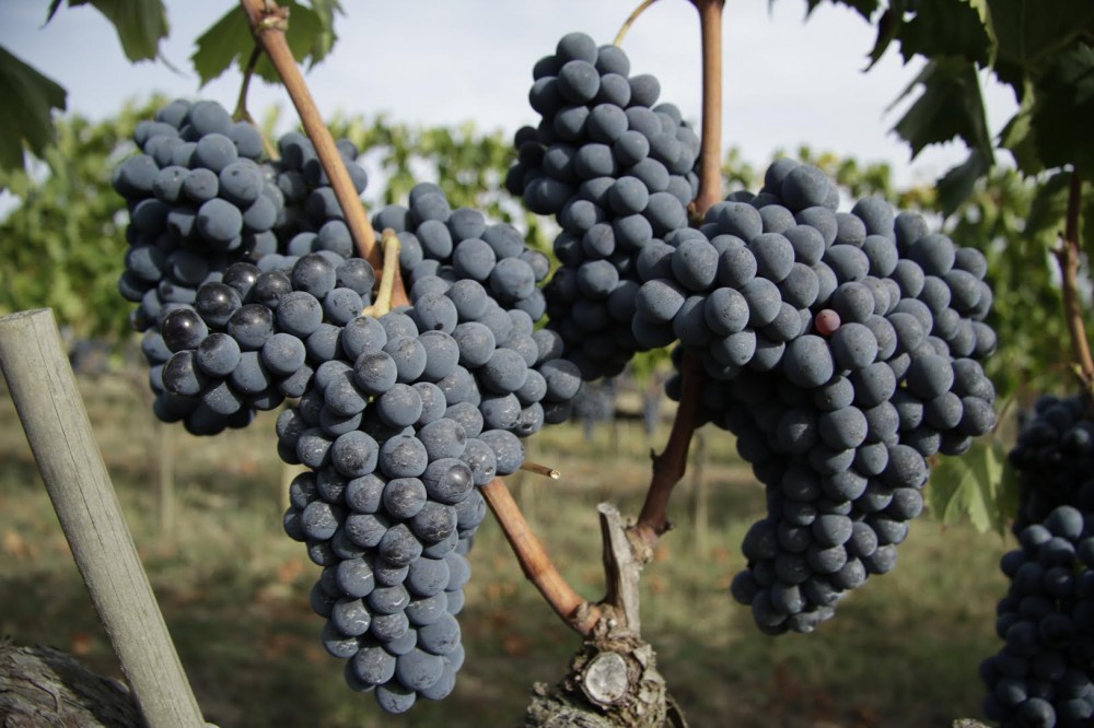 Azienda Piombaia a Montalcino