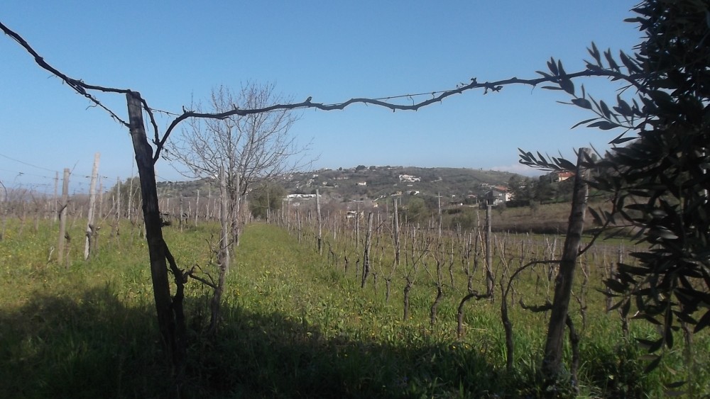 Azienda Carmine Botti, Vigneto