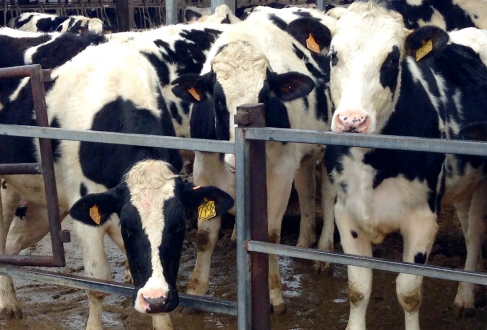 Trattoria Isoletta, Milano e' a 15 minuti ma sembrano 15 anni luce