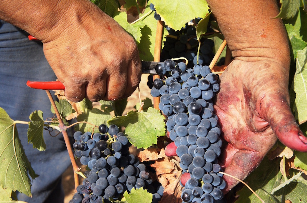 Raccolta, vendemmia