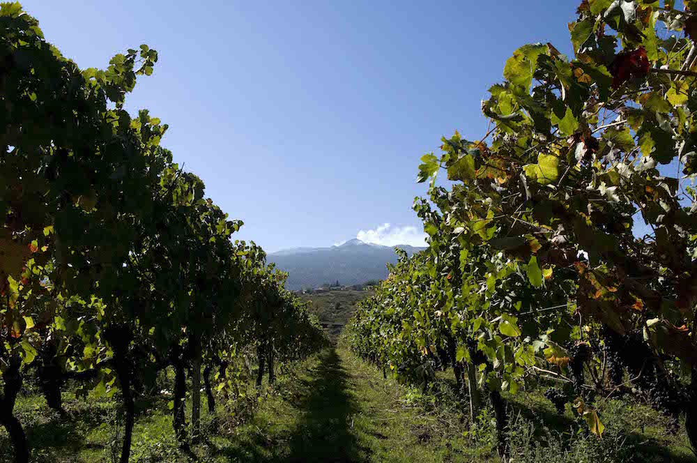 Sicilia, filari