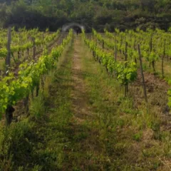 Tempa di Zoe', vigna