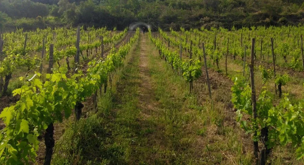 Tempa di Zoe', vigna