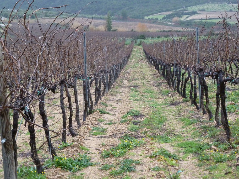 Vigne di cannonau