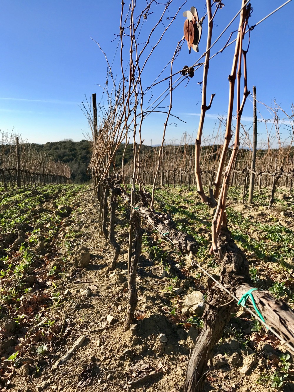 San Lorenzo, il Brunello