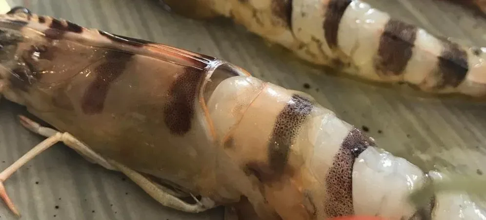 Pescheria, crudo di mazzancolle