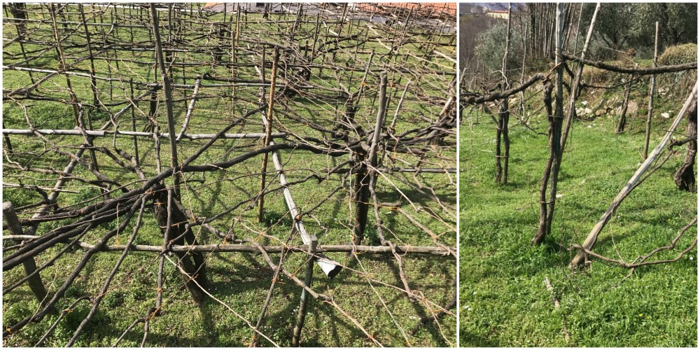 Tenuta San Francesco, il tintore da dove nasce E' Iss