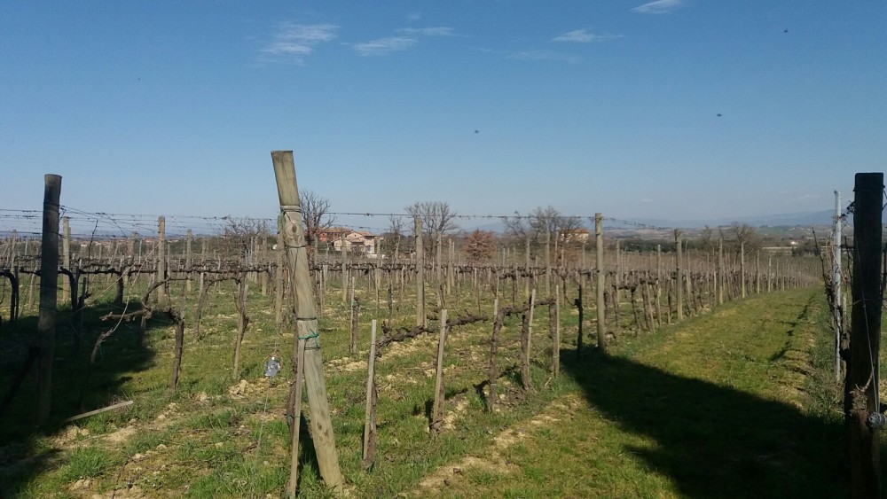 Gracciano della Seta - vigneti