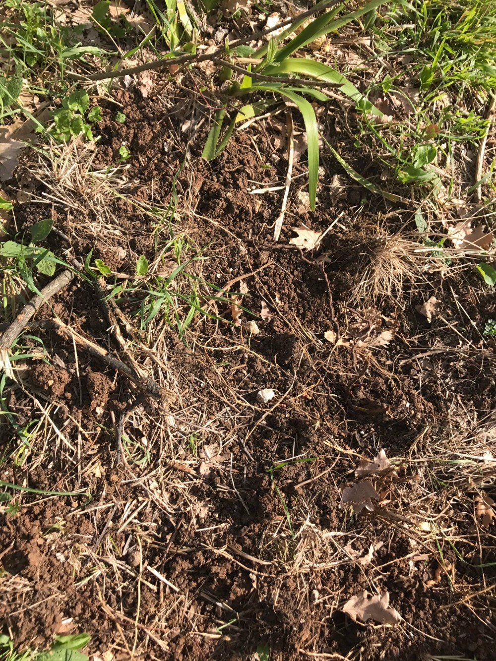 Tenuta San Francesco, il Terreno di Pulcara