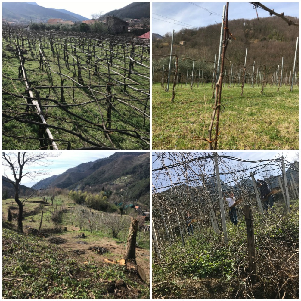 Tenuta San Francesco, vigneto di tintore con piante secolari