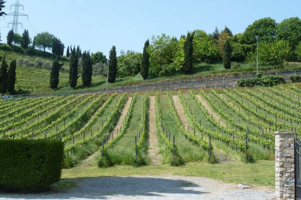 Al Vigneto, le vigne, sulle colline di Grumello del Monte