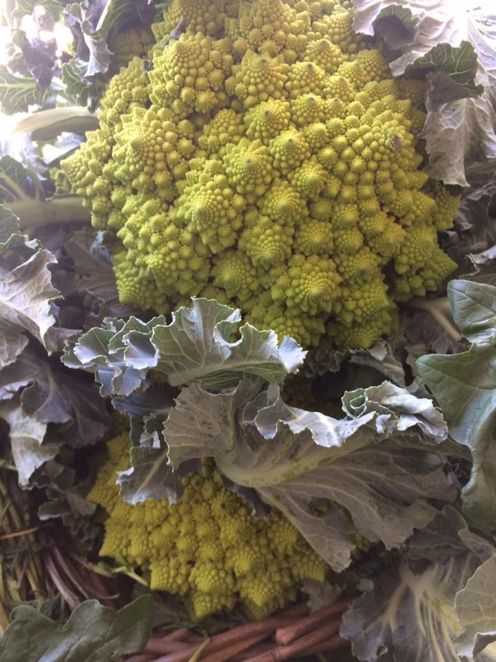 Piccola Bottega, broccolo romano