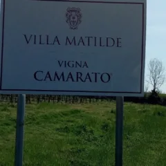 Villa Matilde Insegna Vigna Camarato