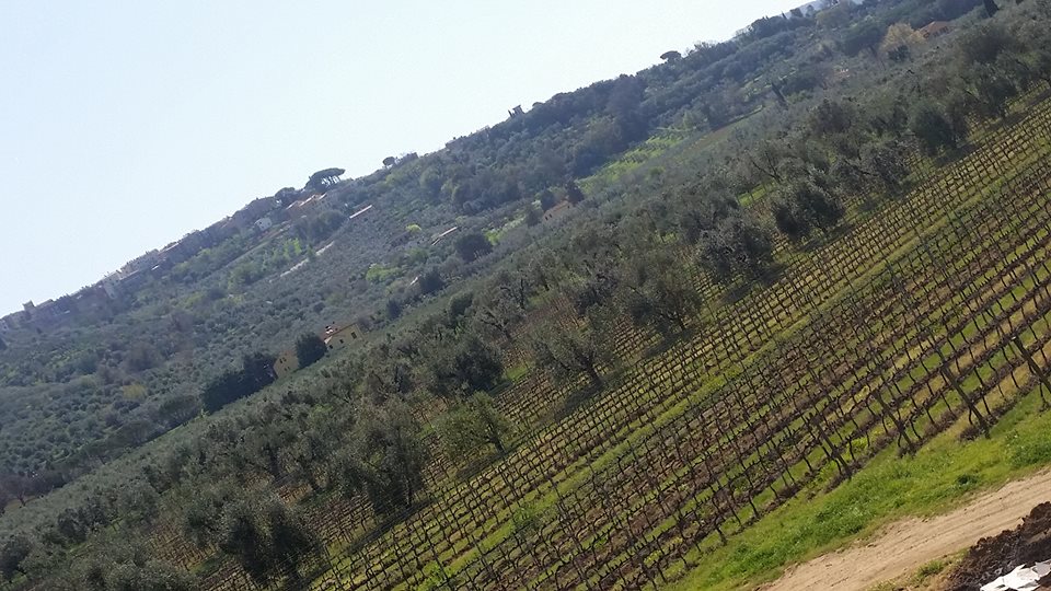 Campo alle Comete, la vigna