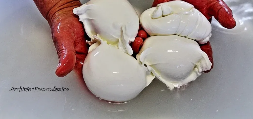 Caseificio La Teresina la mozzarella di latte Frisona