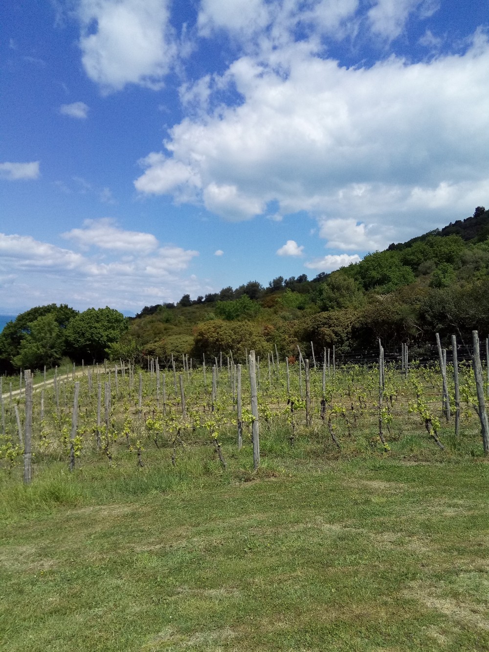 Azienda San Giovanni Vigneto