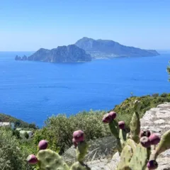 Capri dietro la curva
