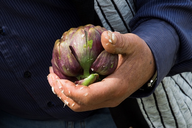 Agnoni, la preparazione dei carciofi alla Matticella