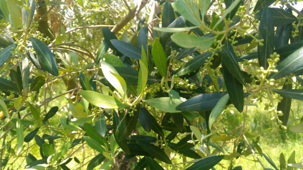 Azienda Maria Manuela Russo - Particolare di pianta di olivo