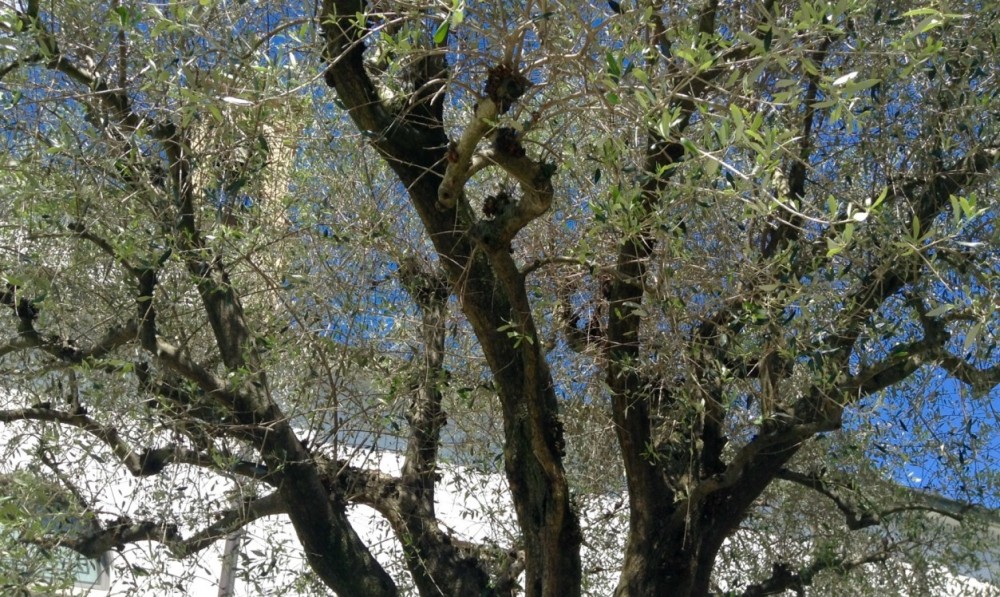 Biassono centro, rasserenante come il mio passaggio all’Officina dei sapori
